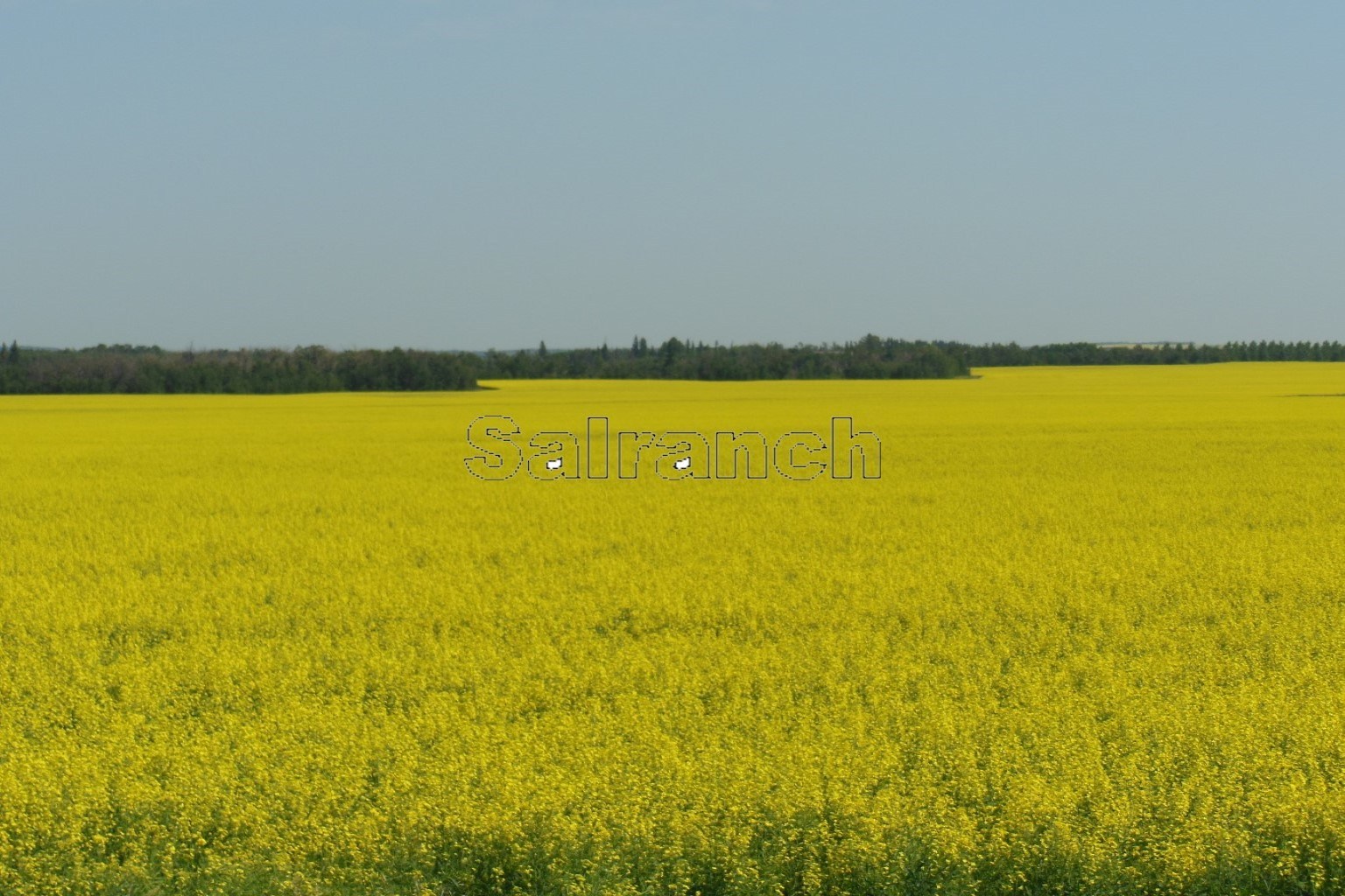 grosses Rapsfeld (Canola)